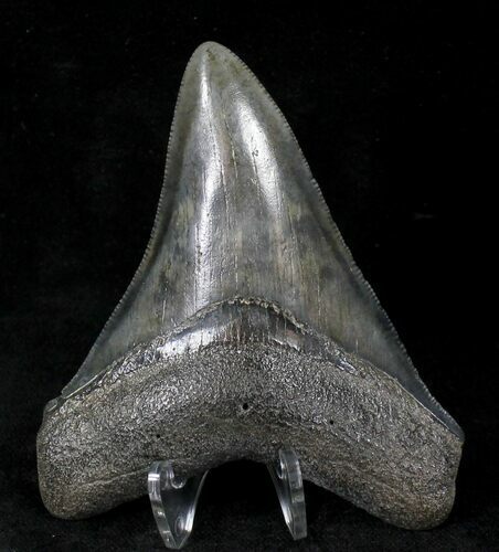 Juvenile Megalodon Tooth - Georgia #20546
